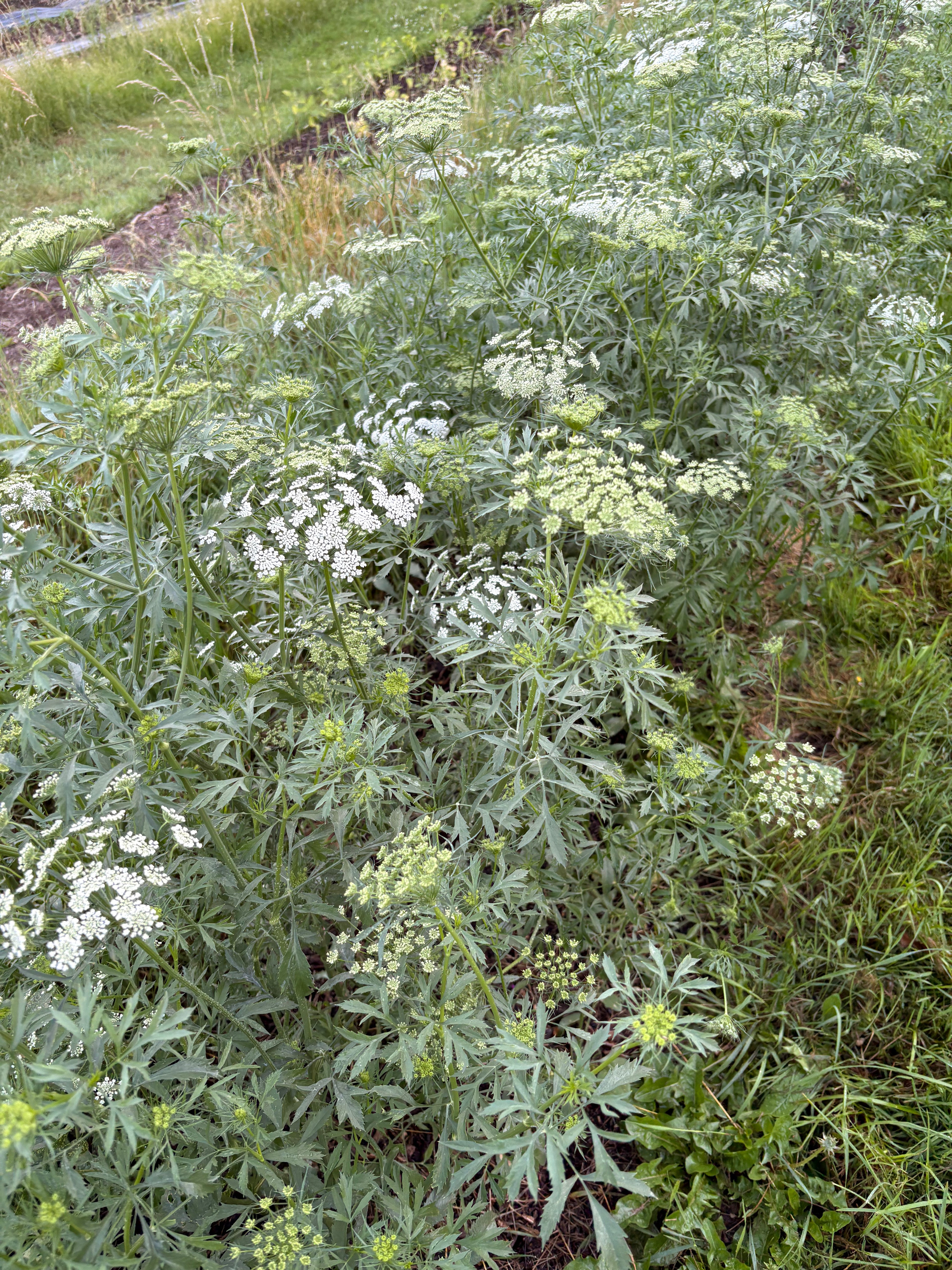 Ammi Majus