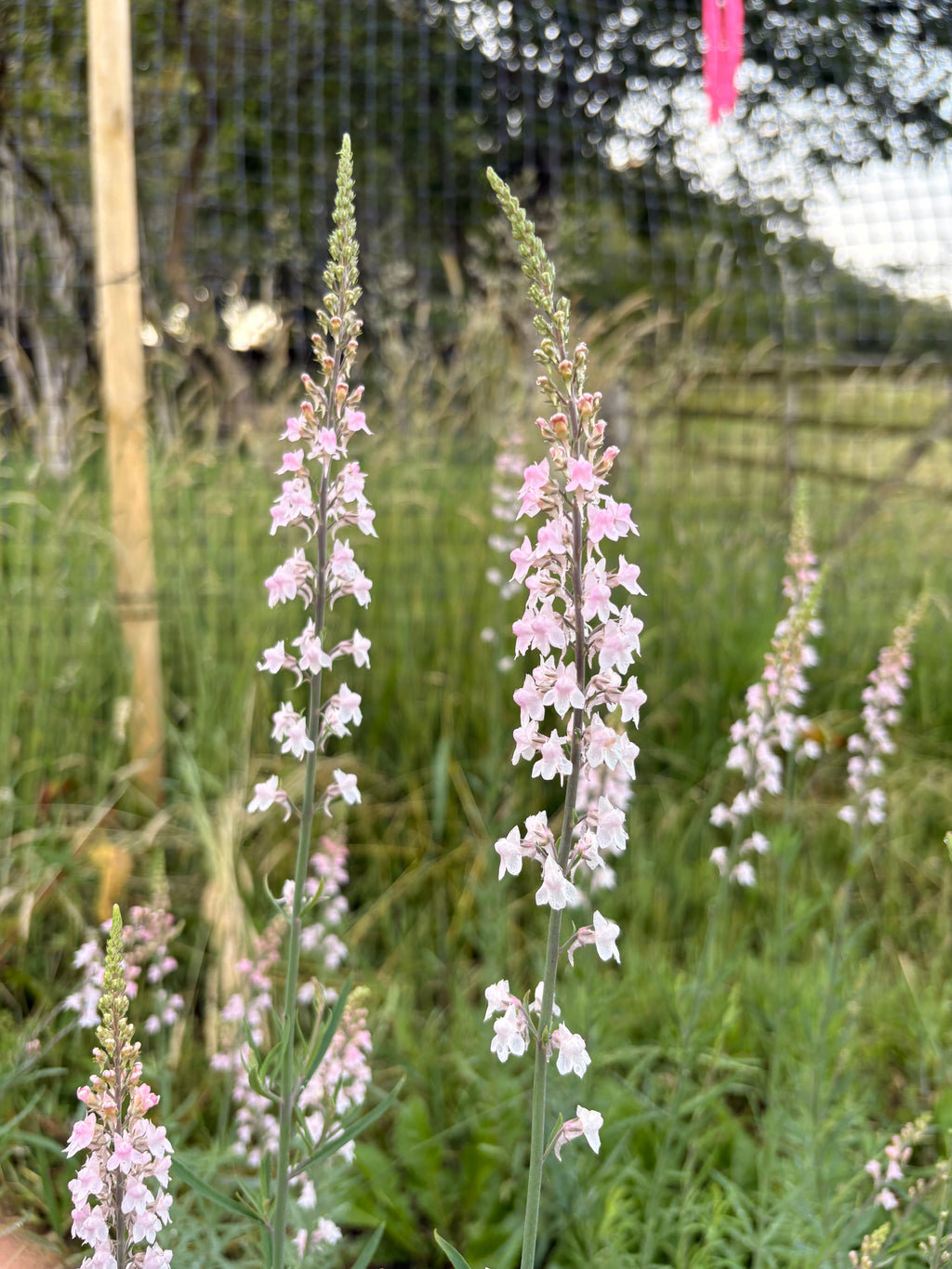Linaria 'Canon Went'