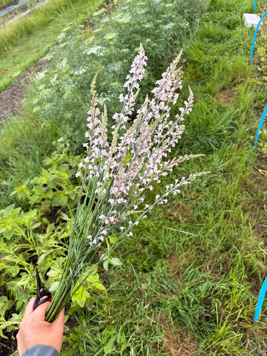 Linaria 'Canon Went'