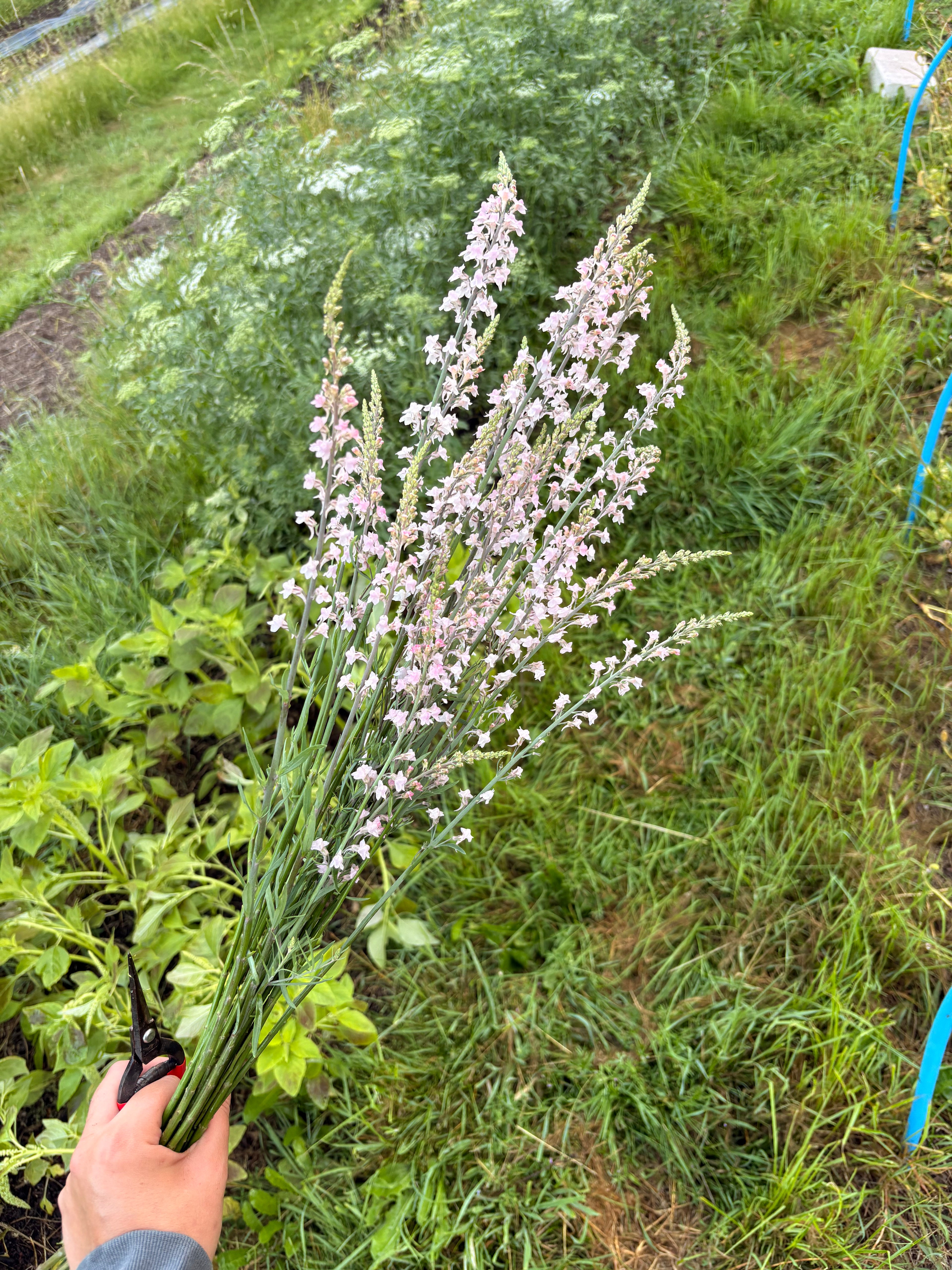 Linaria 'Canon Went'