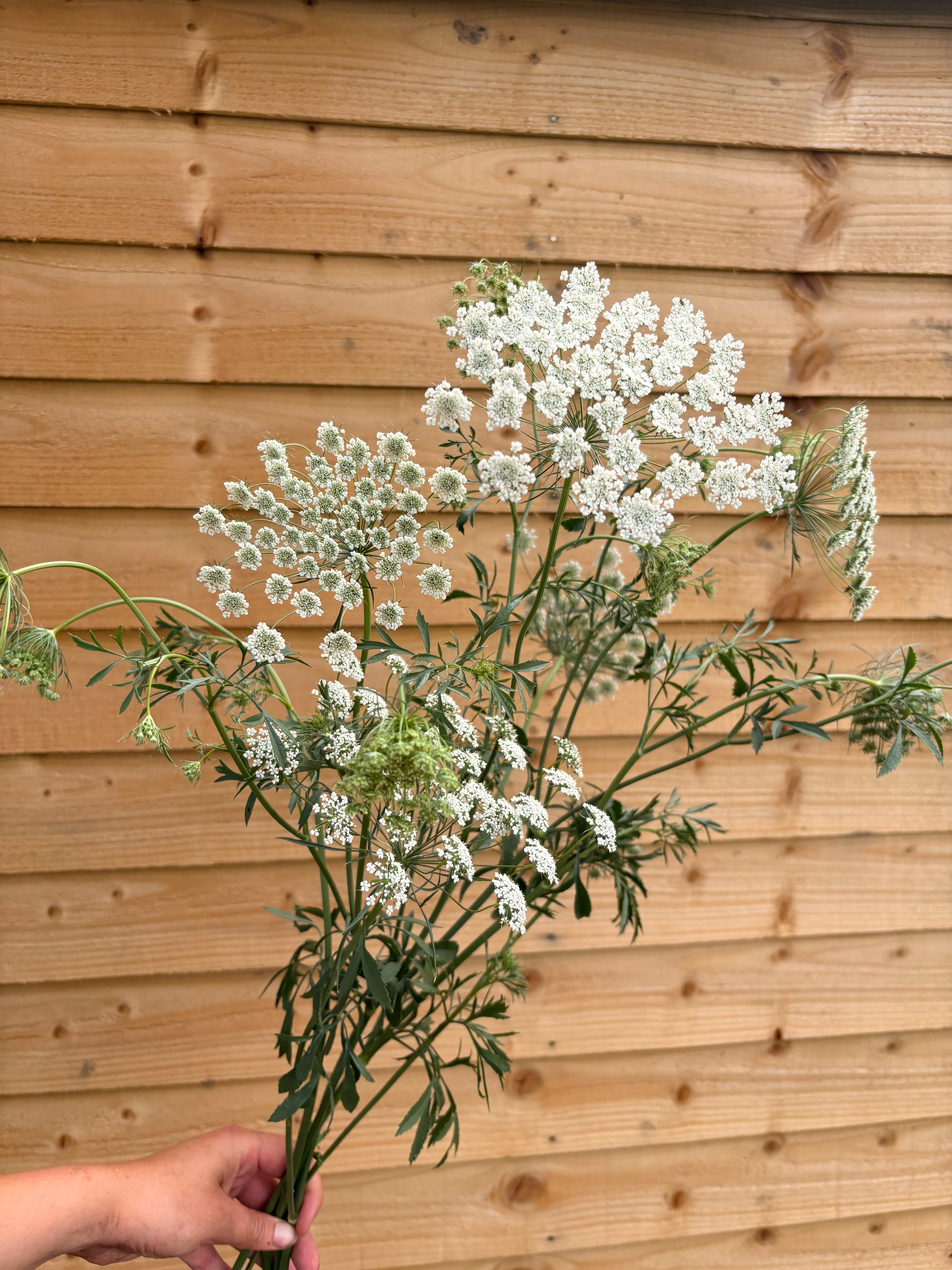 Ammi Majus