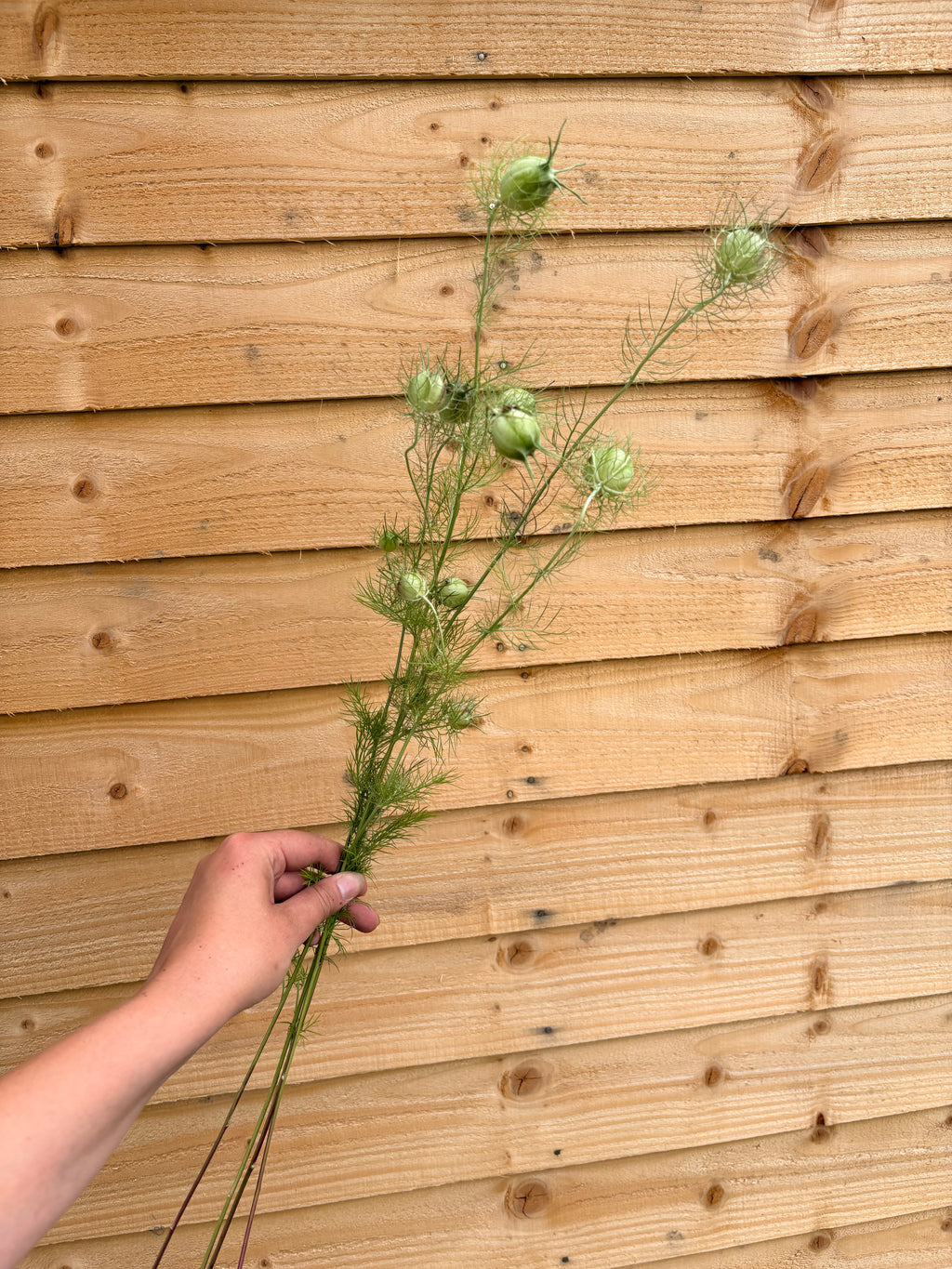 Nigella pods