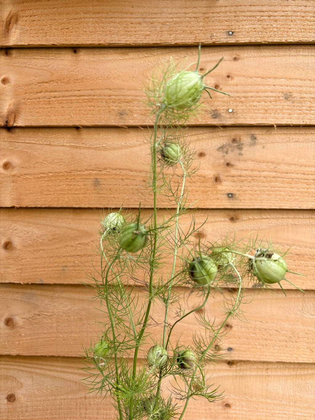 Nigella pods